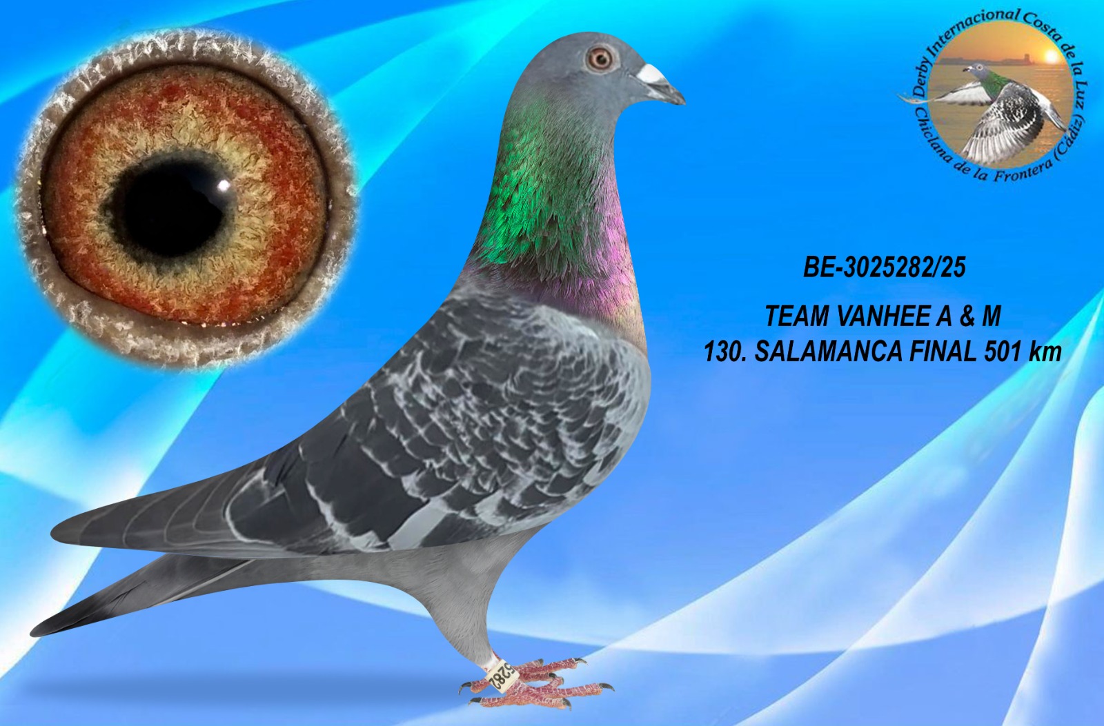 BE-3025282/25 - HEMBRA - TEAM VANHEE A & M - 130º CLASIFICADA