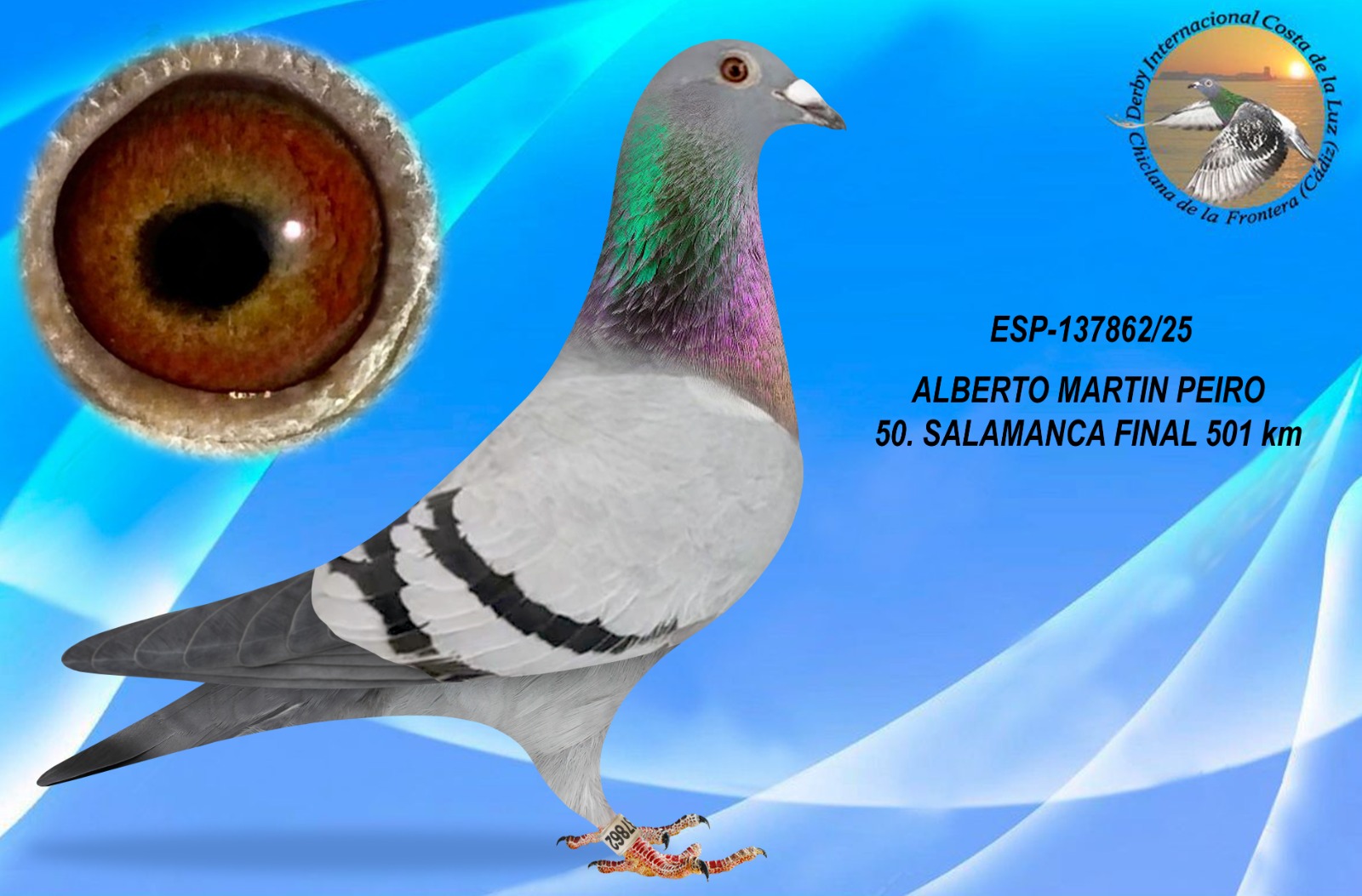 ESP-137862/25 - HEMBRA - ALBERTO MARTIN PEIRO - 50ª CLASIFICADA