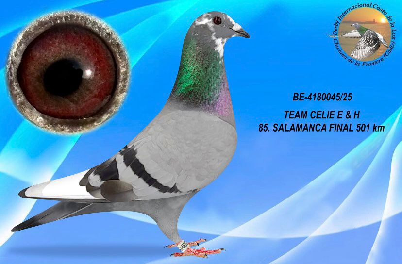 BE-4180045/25 - HEMBRA - TEAM CELIE E & H - 85º CLASIFICADA