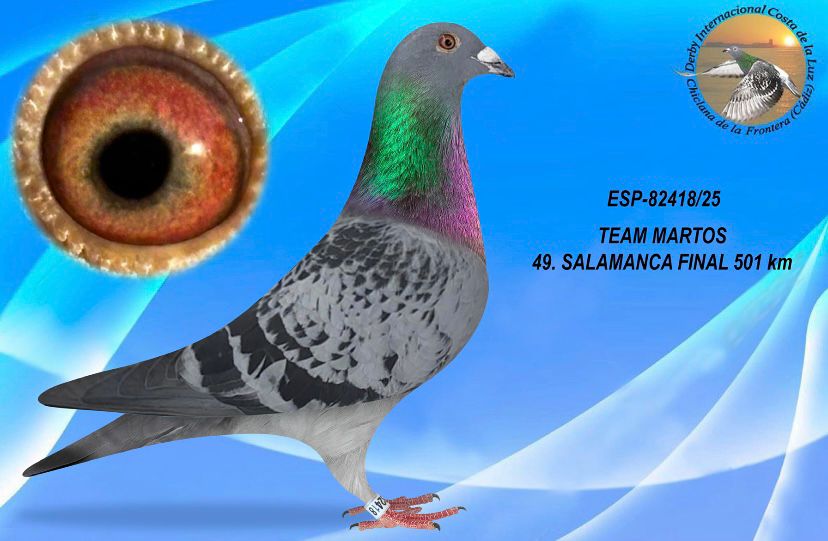 ESP-82418/25 - MACHO - TEAM MARTOS - 49º CLASIFICADA