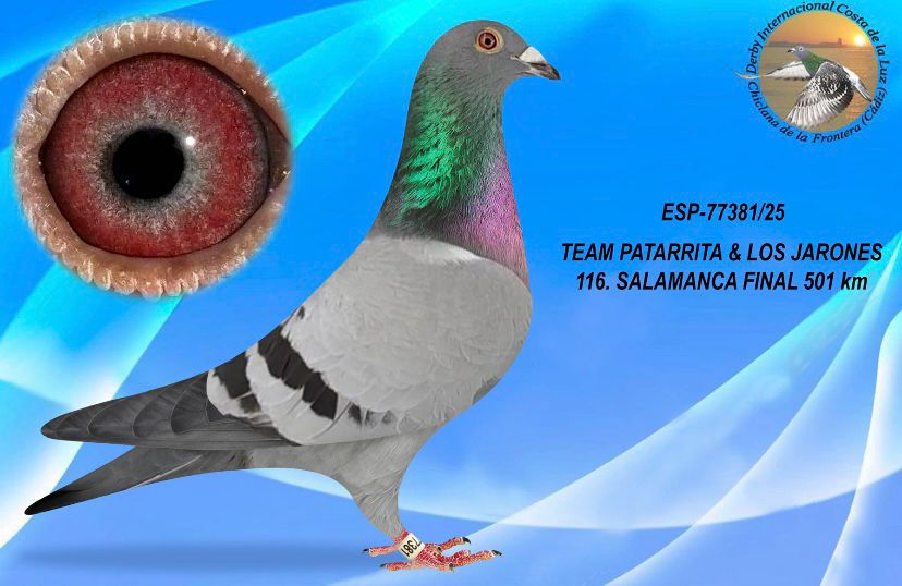 ESP-77381/25 - MACHO - TEAM PATARRITA & LOS JARONES - 116º CLASIFICADA