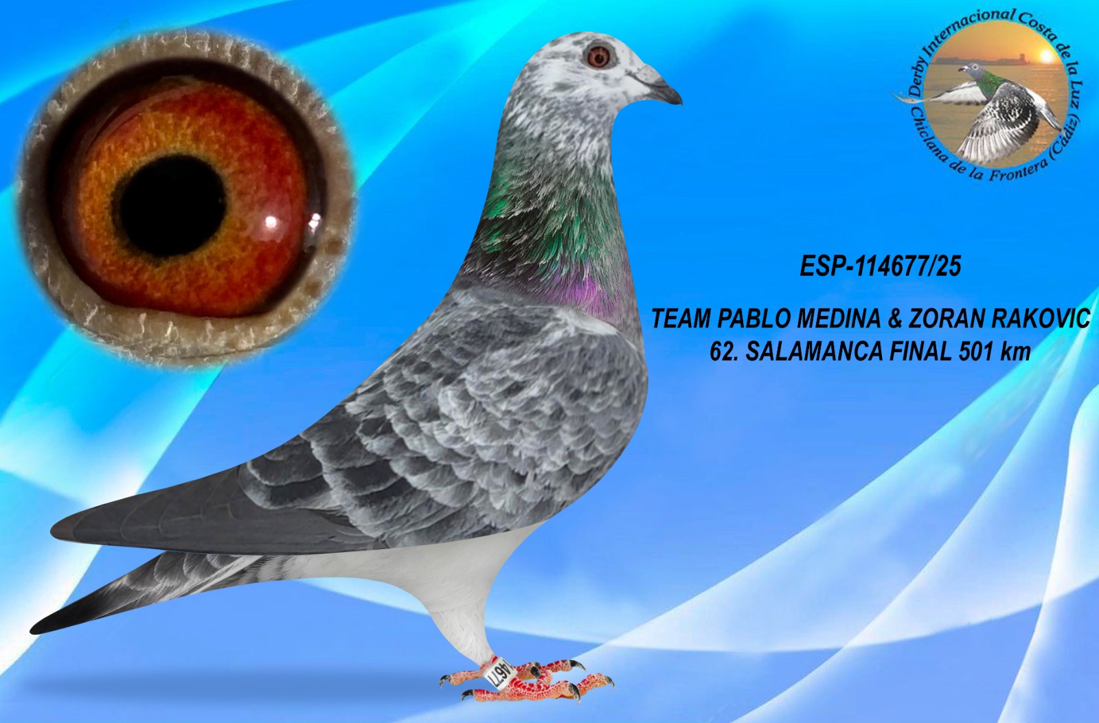 ESP-114677/25 - HEMBRA - TEAM PABLO MEDINA & ZORAN RAKOVIC - 62º CLASIFICADA