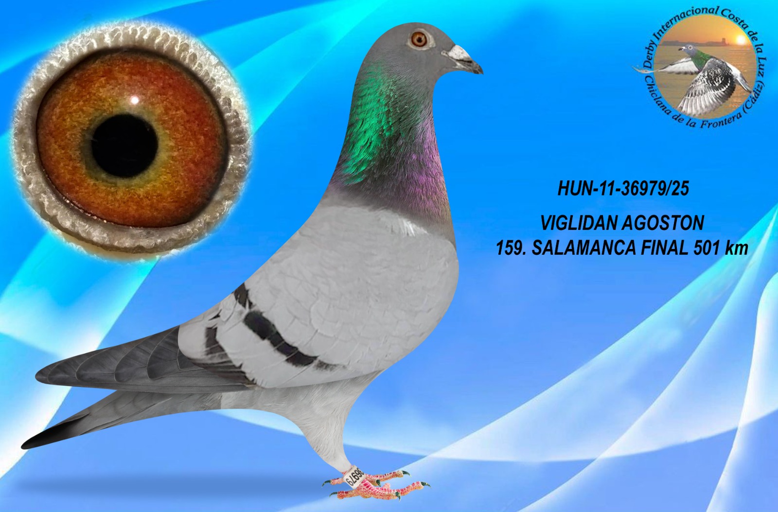 HUN-11-36979/25 - MACHO - VIGLIDAN AGOSTON - 159º CLASIFICADA