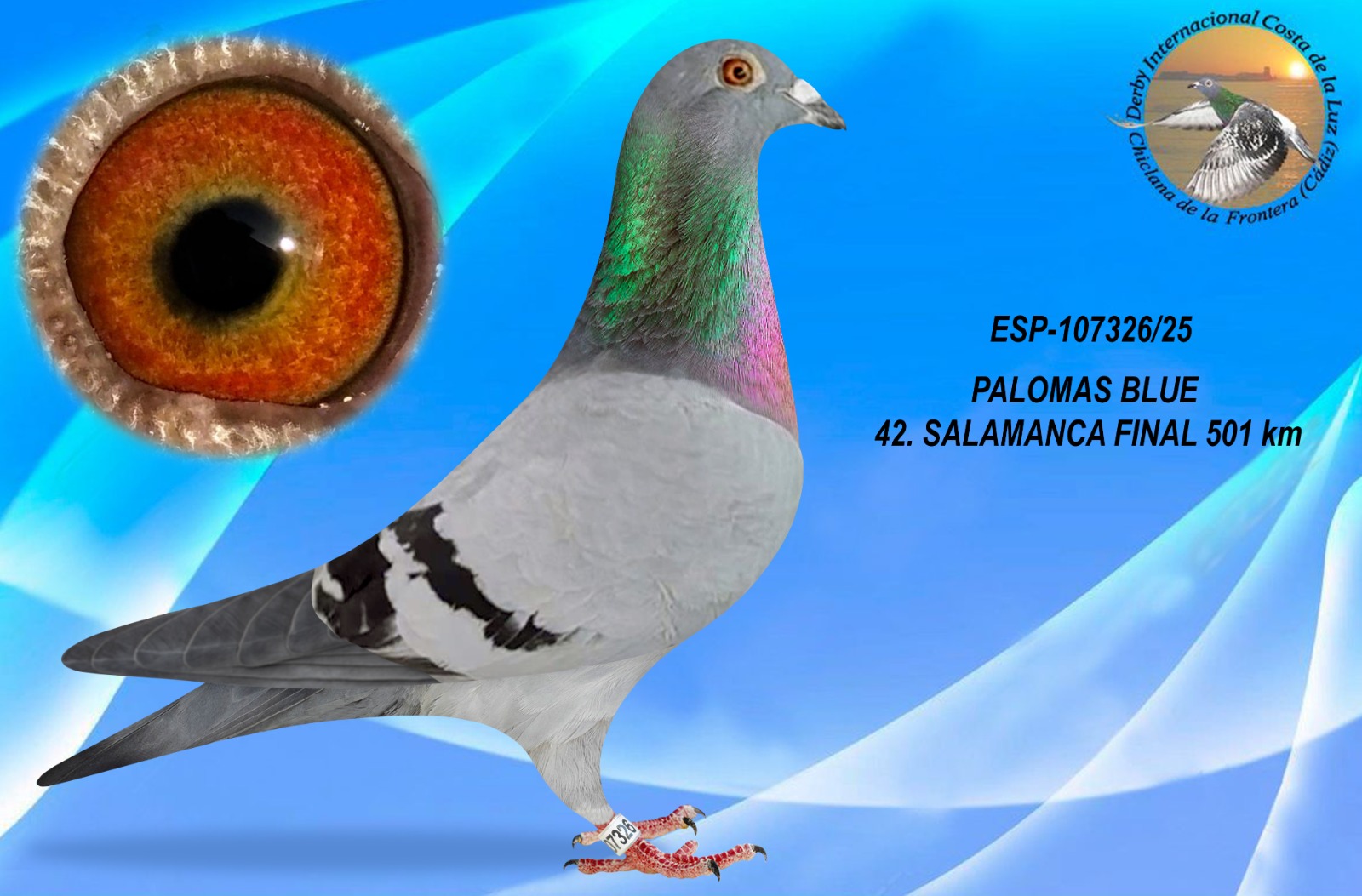 ESP-107326/25 - MACHO - PALOMAS BLUE C - 42º CLASIFICADA