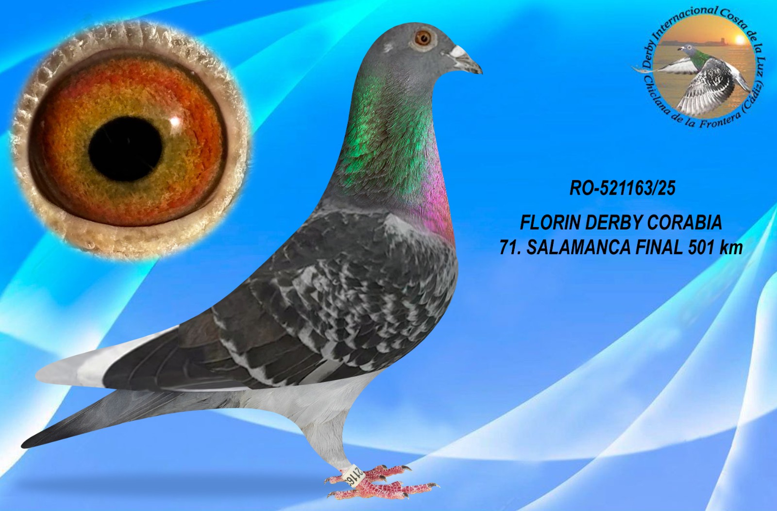 RO-521163/25 - HEMBRA - FLORIN DERBY CORABIA - 71º CLASIFICADA