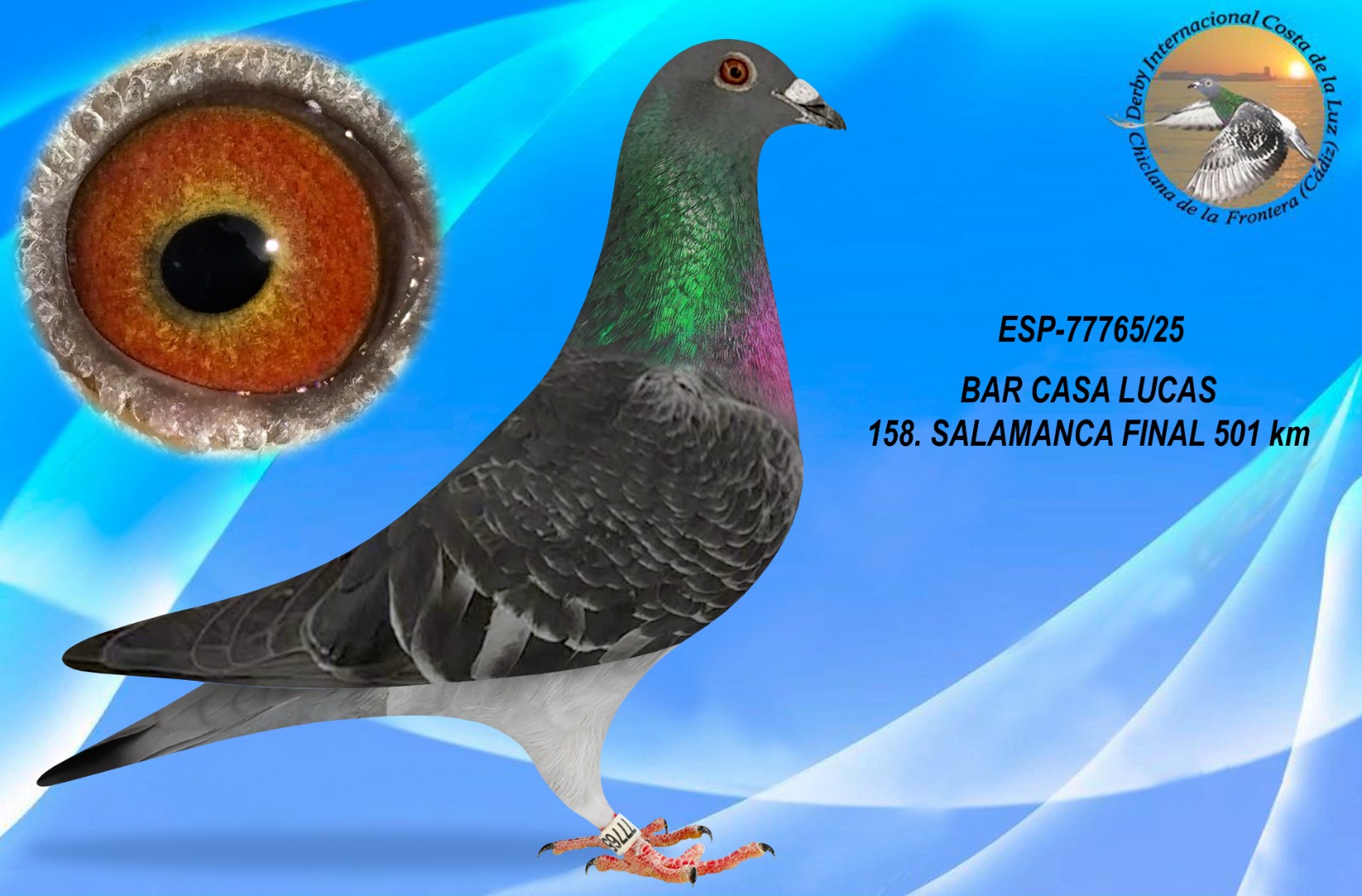 ESP-77765/25 - MACHO -BAR CASA LUCAS - 158º CLASIFICADA