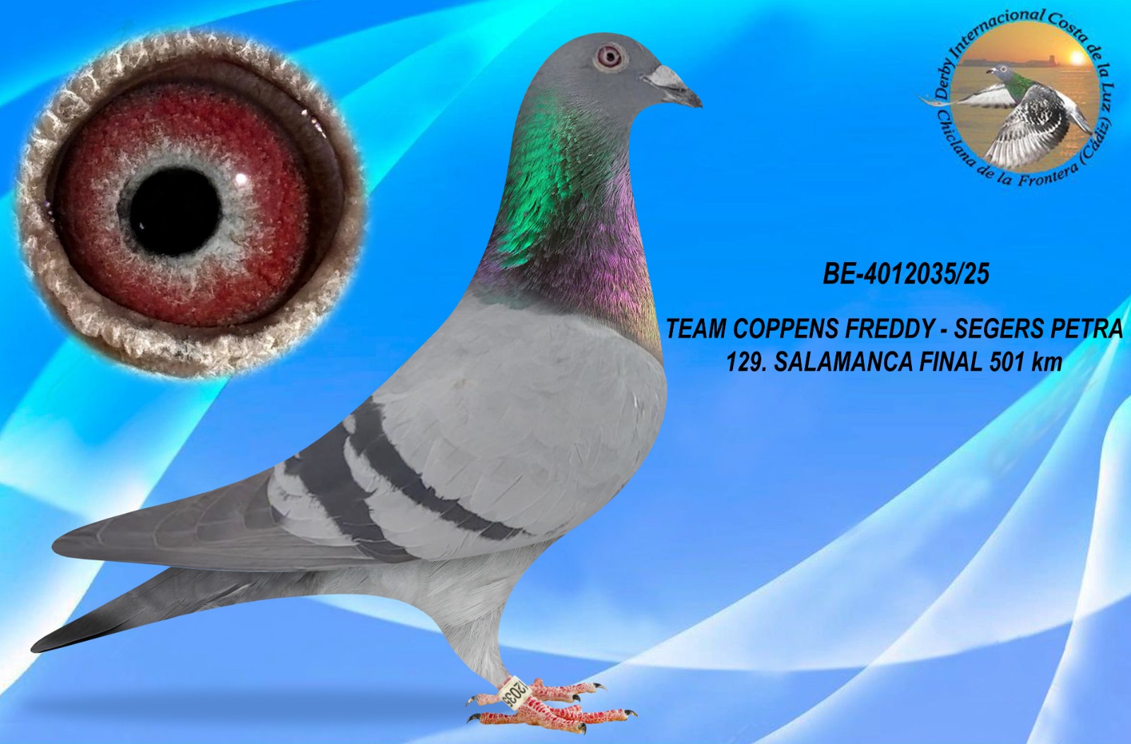 BE-4012035/25 - MACHO - TEAM COPPENS FREDDY - SEGERS PETRA - 129º CLASIFICADA