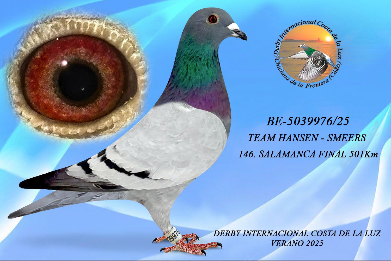 BE-5039976/25 - HEMBRA - TEAM HANSEN - SMEERS  - 146ª CLASIFICADA