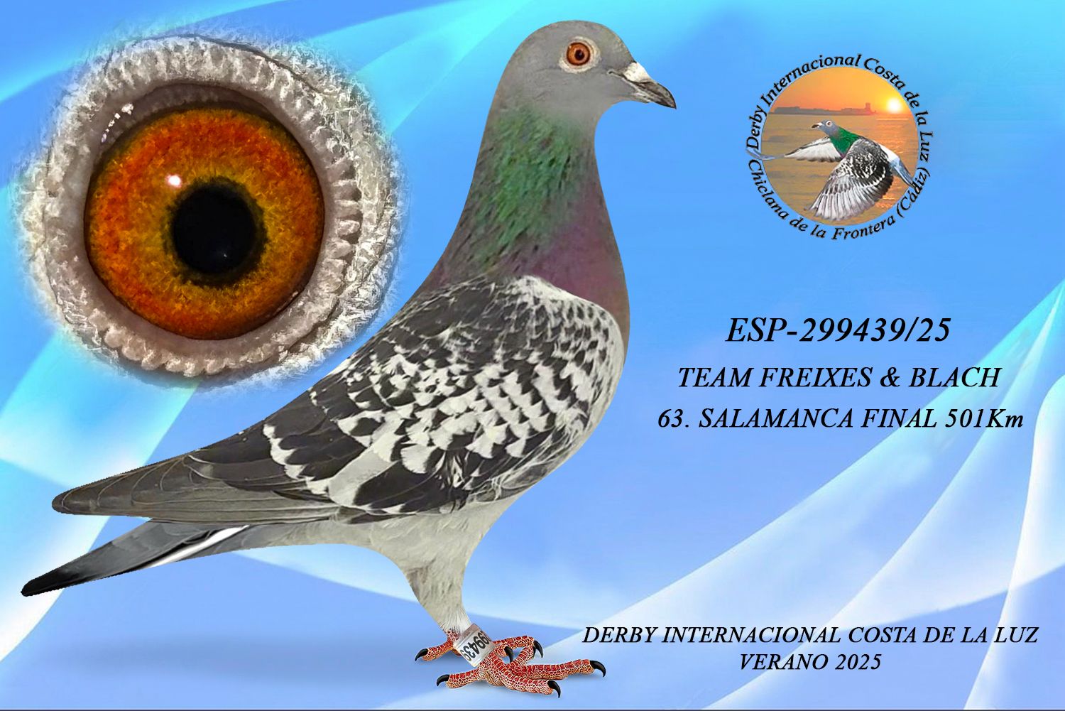 ESP-299439/25 - HEMBRA - TEAM FREIXES & BLACH B - 63ª CLASIFICADA