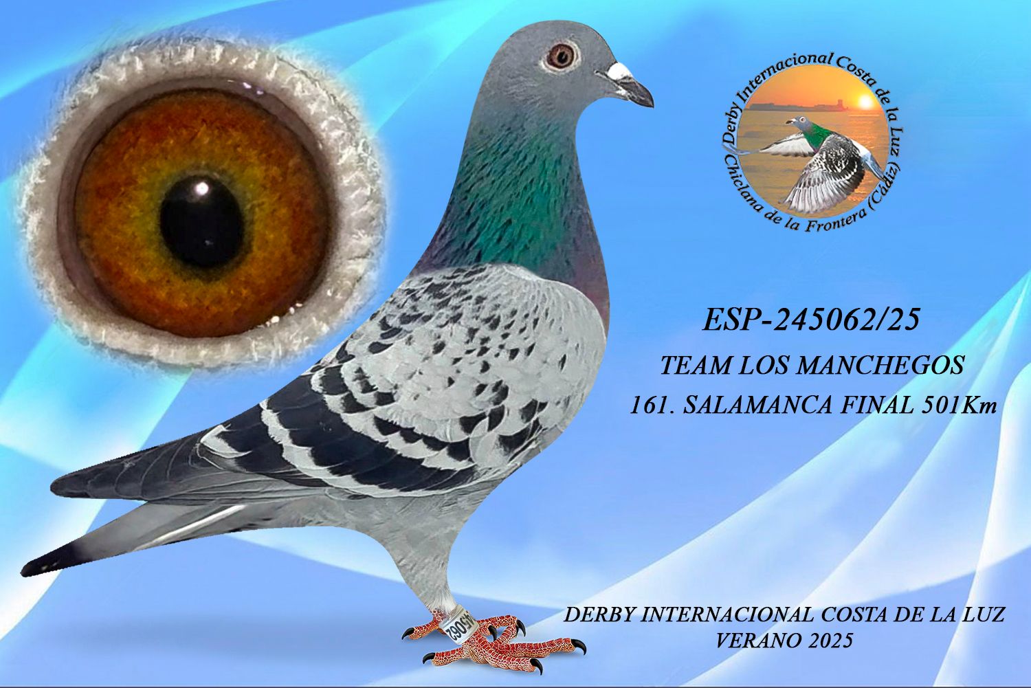 ESP-245062/25 - HEMBRA - TEAM LOS MANCHEGOS - 161ªCLASIFICADA