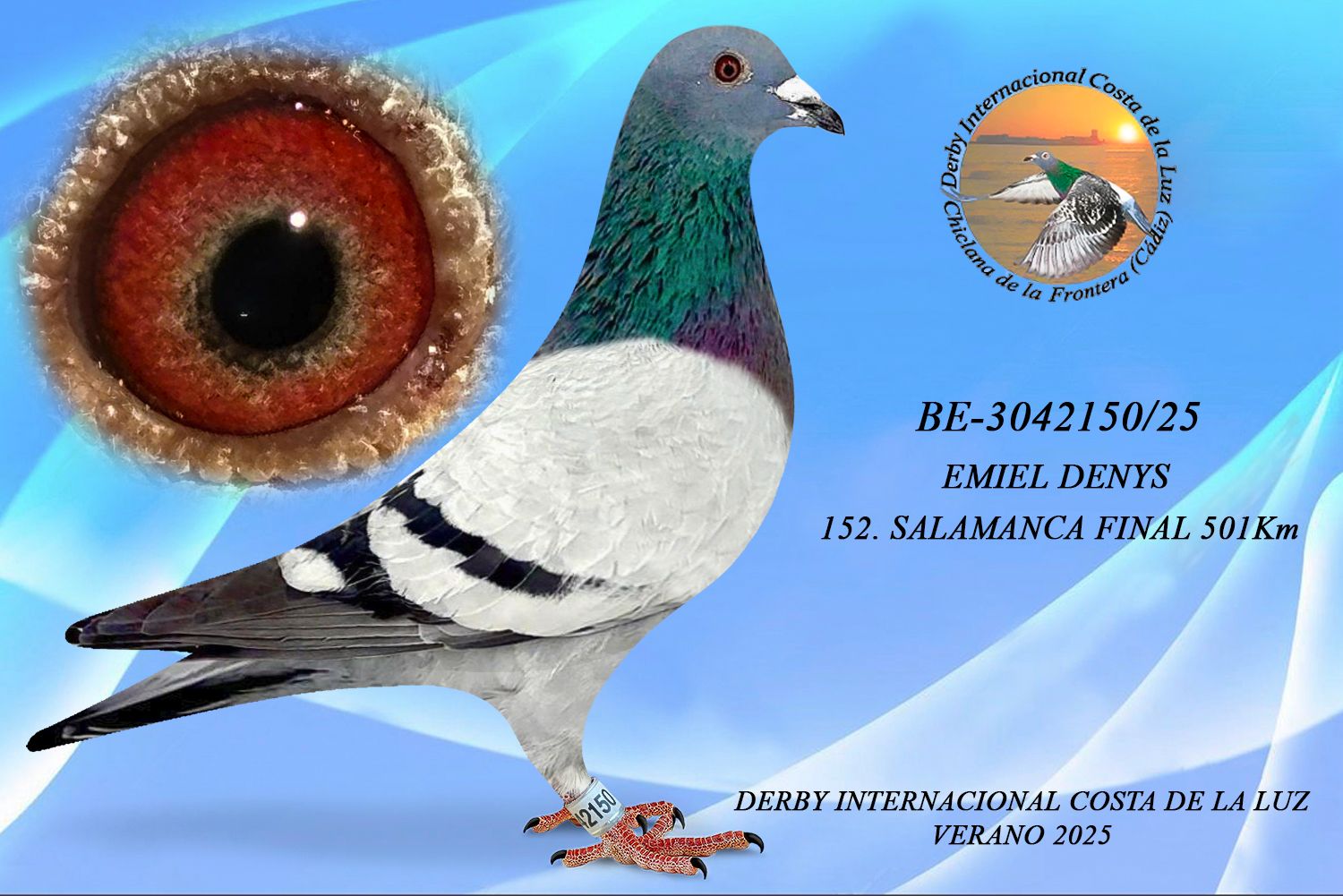 BE-3042150/25 - MACHO - EMIEL DENYS -  152ª CLASIFICADA