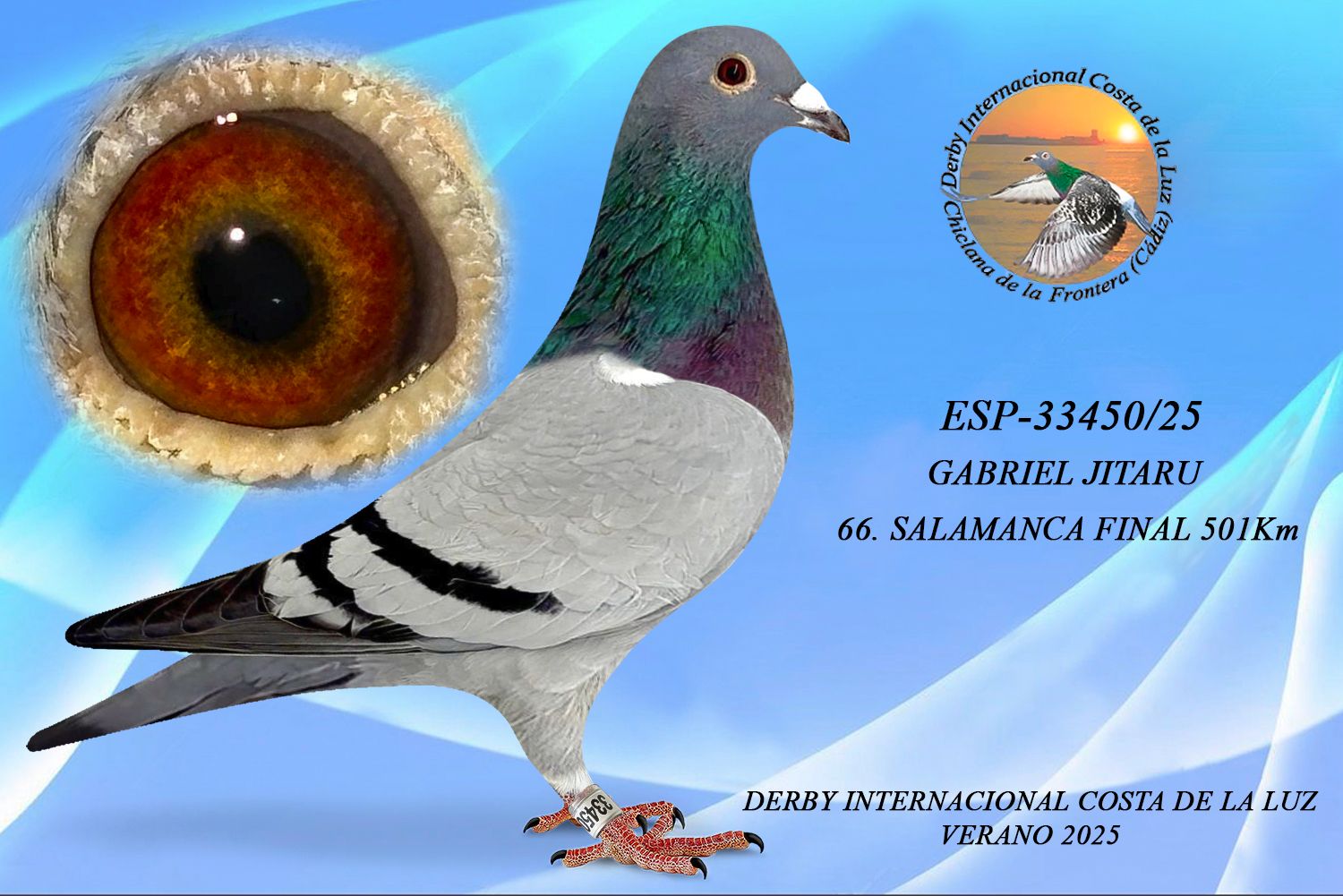 ESP-33450/25 - HEMBRA - GABRIEL JITARU -15 AS PALOMA -66ª CLASIFICADA