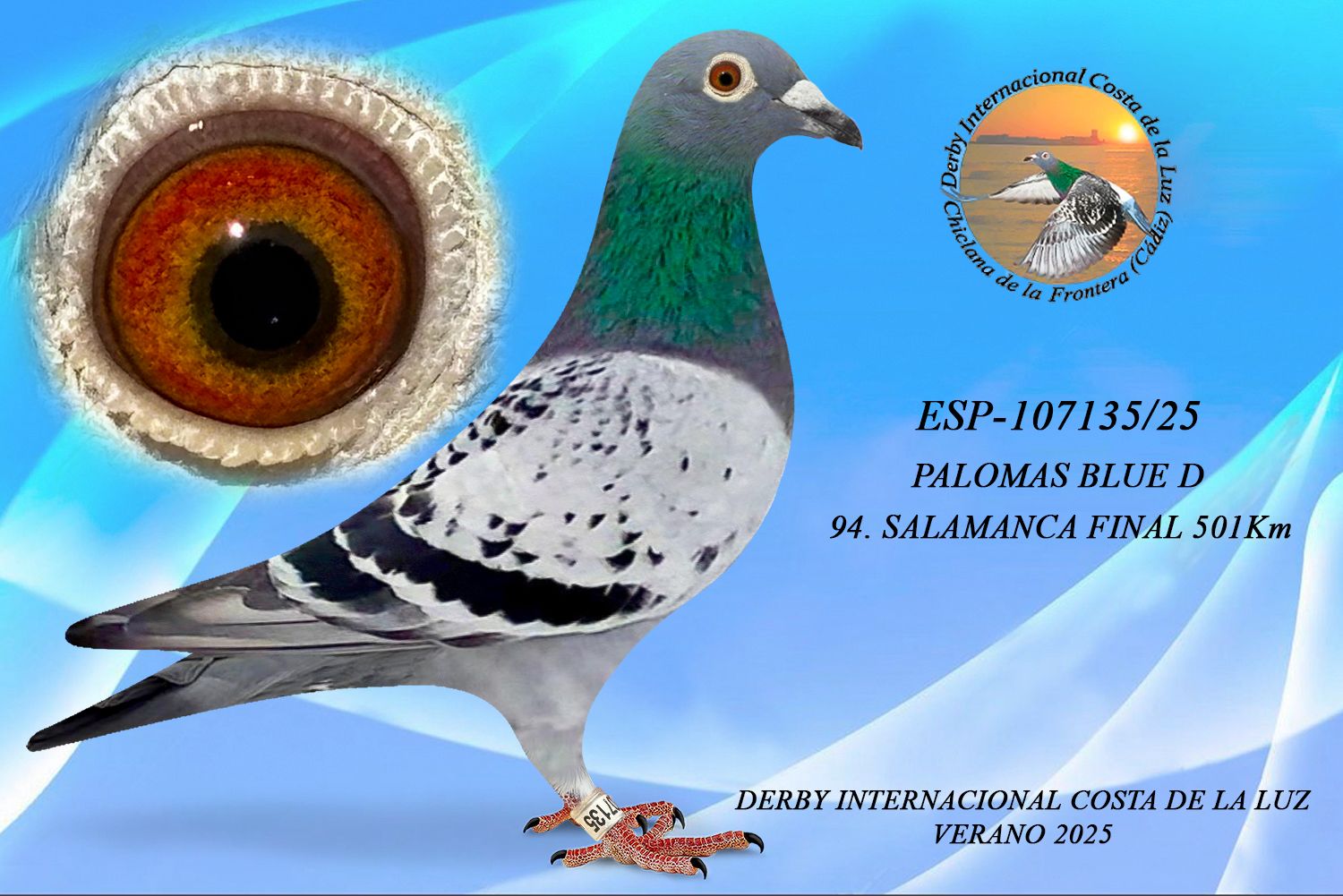 ESP-107135/25 - HEMBRA - PALOMAS BLUE D - 94ª CLASIFICADA