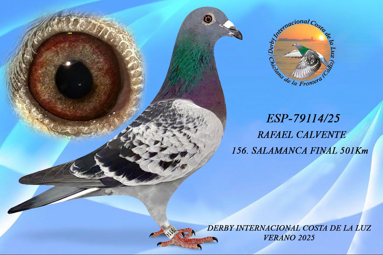 ESP-79114/25 - MACHO - RAFAEL CALVENTE - 156ª CLASIFICADA