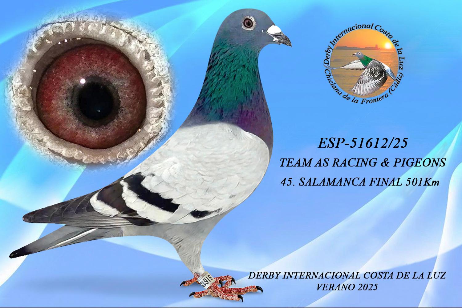 ESP-51612/25 - MACHO -TEAM AS RACING & PIGEONS - 45ª CLASIFICADA