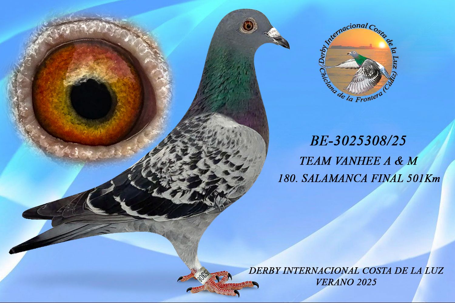 BE-3025308/25 - HEMBRA - TEAM VANHEE A & M - 180ª CLASIFICADA