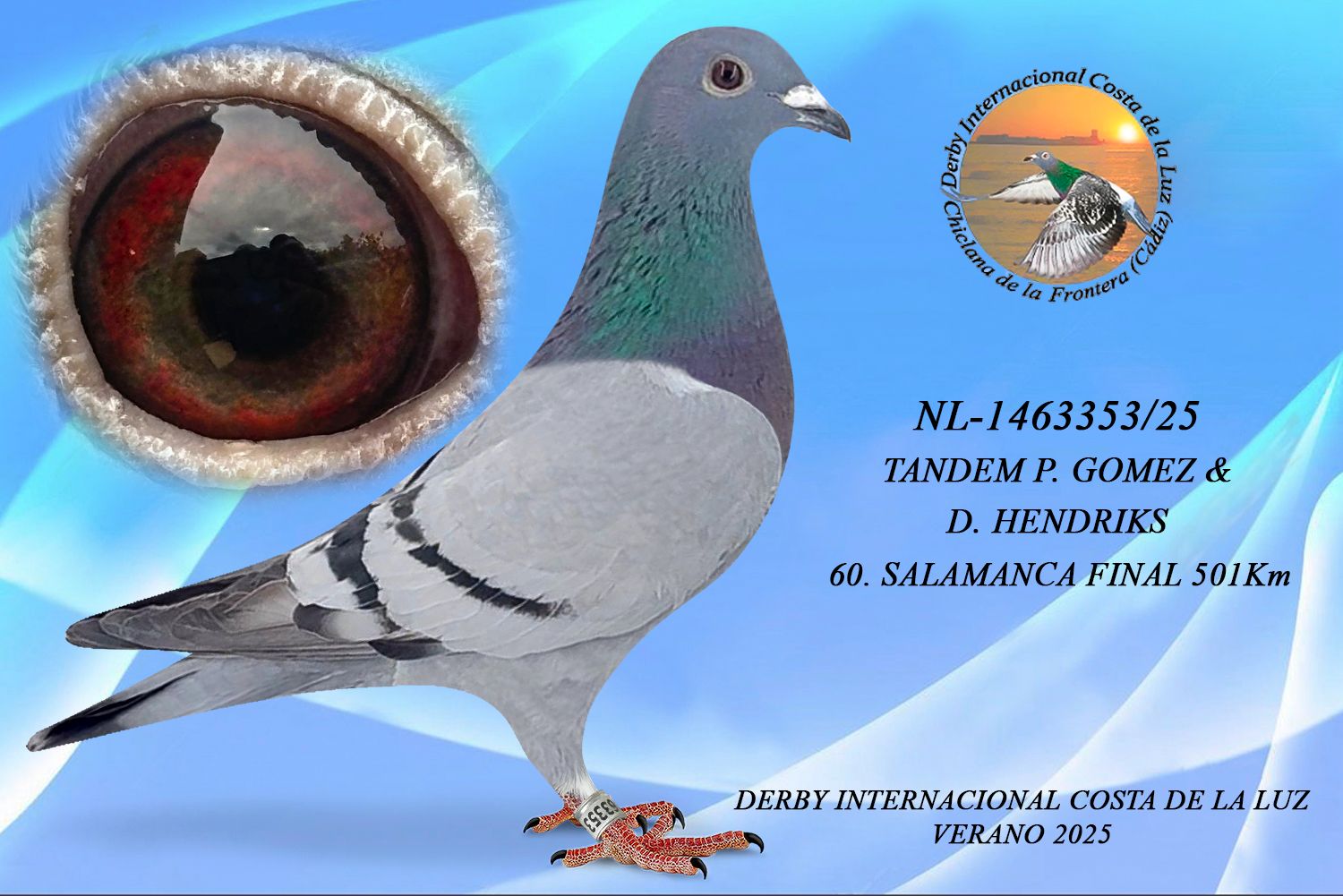 NL-1463353/25 - HEMBRA - TANDEM P. GOMEZ & D. HENDRIKS - 60ª CLASIFICADA