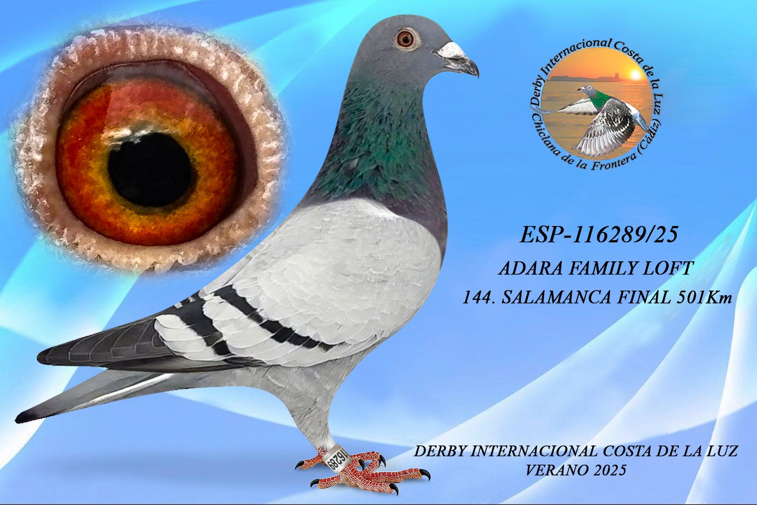 ESP-116289/25 - MACHO - ADARA FAMILY LOFT - 144ª CLASIFICADA