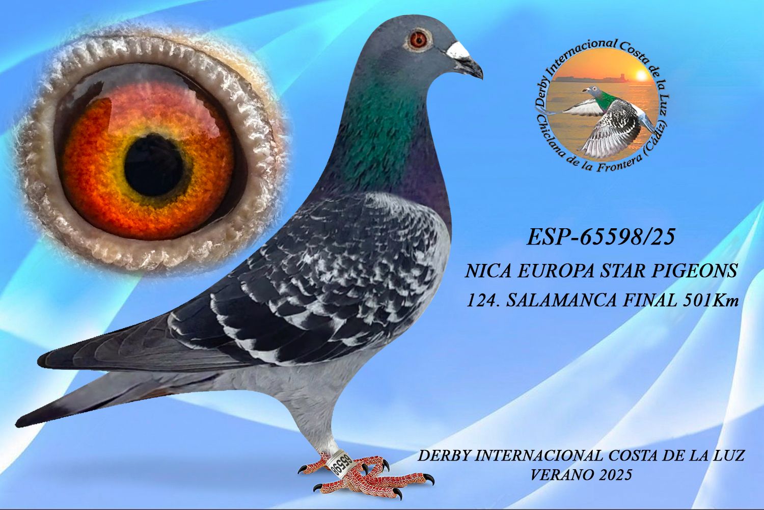 ESP-65598/25 - MACHO - NICA EUROPA STAR PIGEONS - 124ª CLASIFICADA