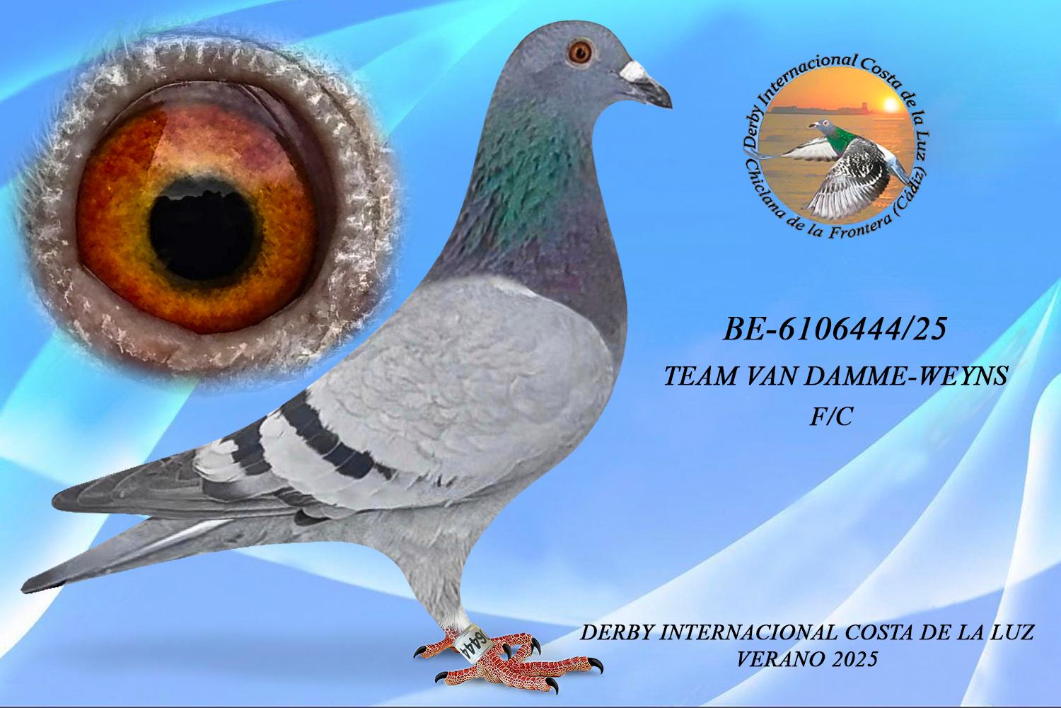 BE-6106444/25 - MACHO - TEAM VAN DAMME - WEYNS - F/C