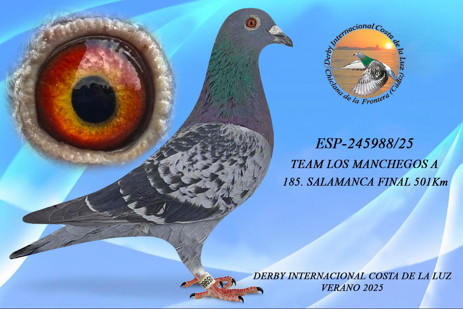 ESP-245988/25 - MACHO - TEAM LOS MANCHEGOS -185 CLASIFICADA