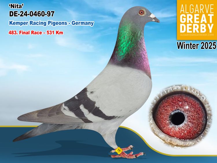 DE-6460-97/24 - MACHO - KEMPER PIGEON- 483ª FINAL