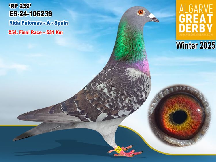 ESP-106239/24 - RIDA PALOMAS - 254ª FINAL