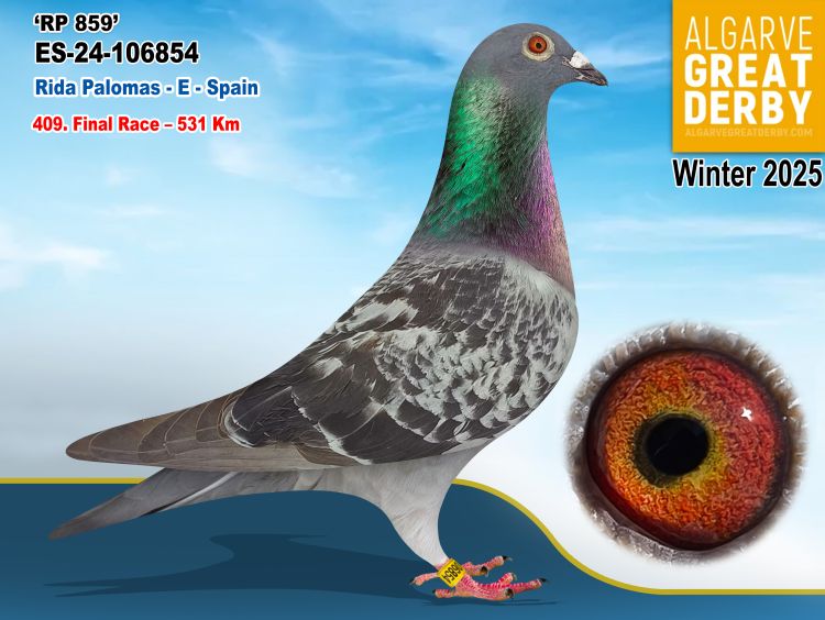 ESP-106854/24 - MACHO - RIDA PALOMAS - 409ª FINAL