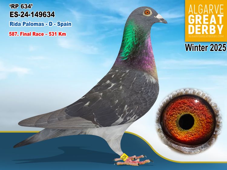 ESP-149634/24 - MACHO - RIDA PALOMAS - 587ª FINAL