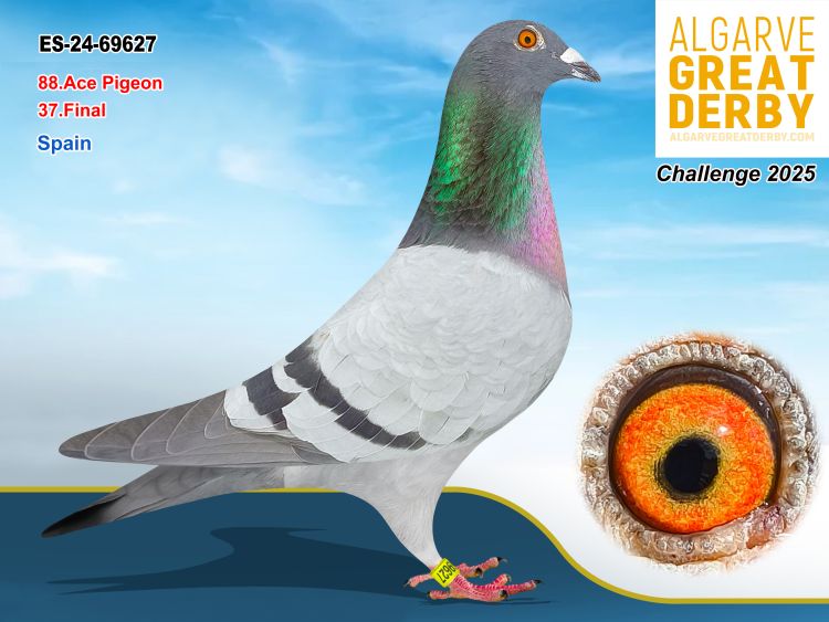 ESP-69627/24 - MACHO - ALEX SEGURA - 37ª FINAL