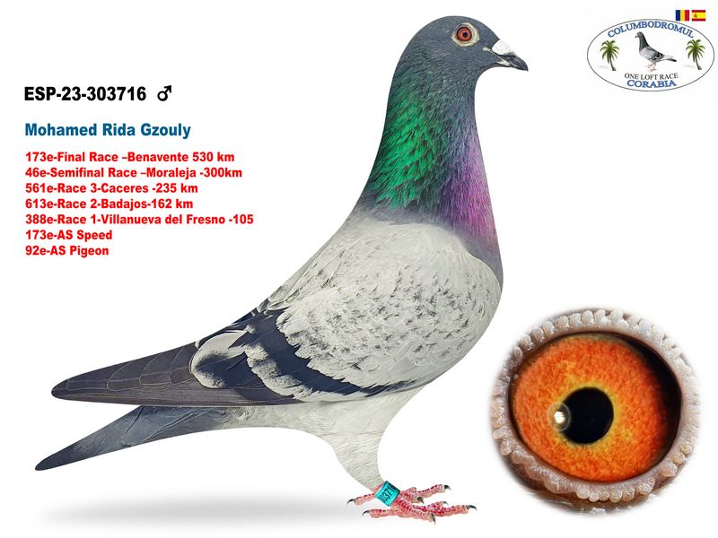 ESP-303716/23 - MACHO - RIDA CORABIA -173ª FINAL