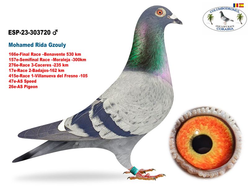 ESP-303720/23 - MACHO - RIDA CORABIA - 173ª FINAL