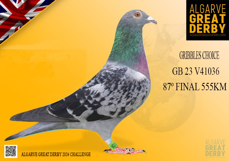 GB-V 41O36/23 - MACHO - GRIBBLES CHOICE - 87ª FINAL