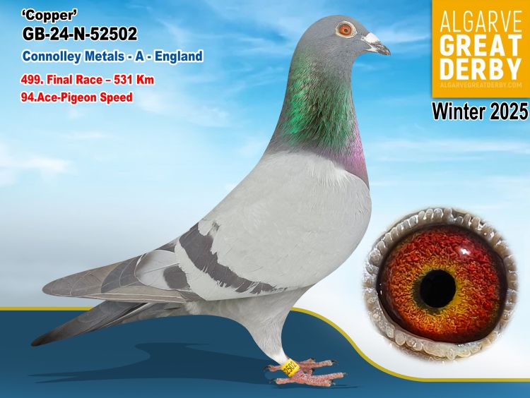 GB-N-52502/24 - CONNOLLEY METALS - 499ª FINAL - 94 ACE PIGEONS