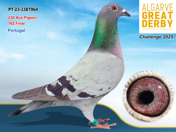 PT-3387964/23 - POMBAL RED STARD - 162ª FINAL