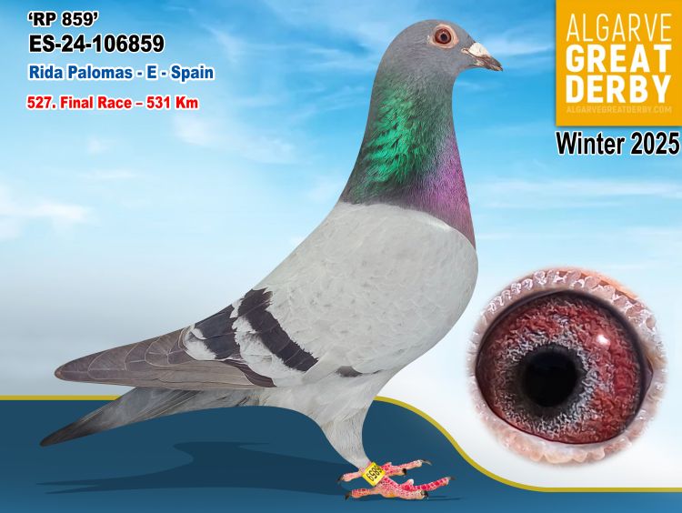 ESP-106859/24 - HEMBRA - RIDA PALOMAS - 527ª FINAL