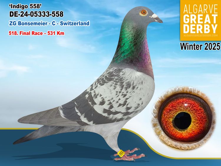 DE-05333-558/24 - MACHO - ZG BONSEMEIER - 518ª FINAL