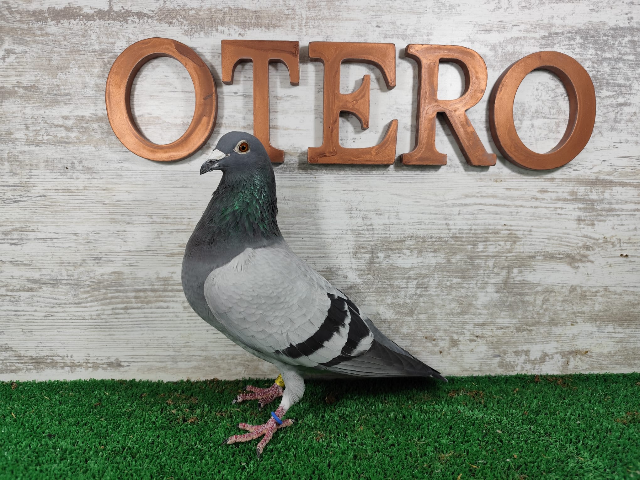 ESP-122777/ - MACHO - PALOMAR TOMAS OTERO