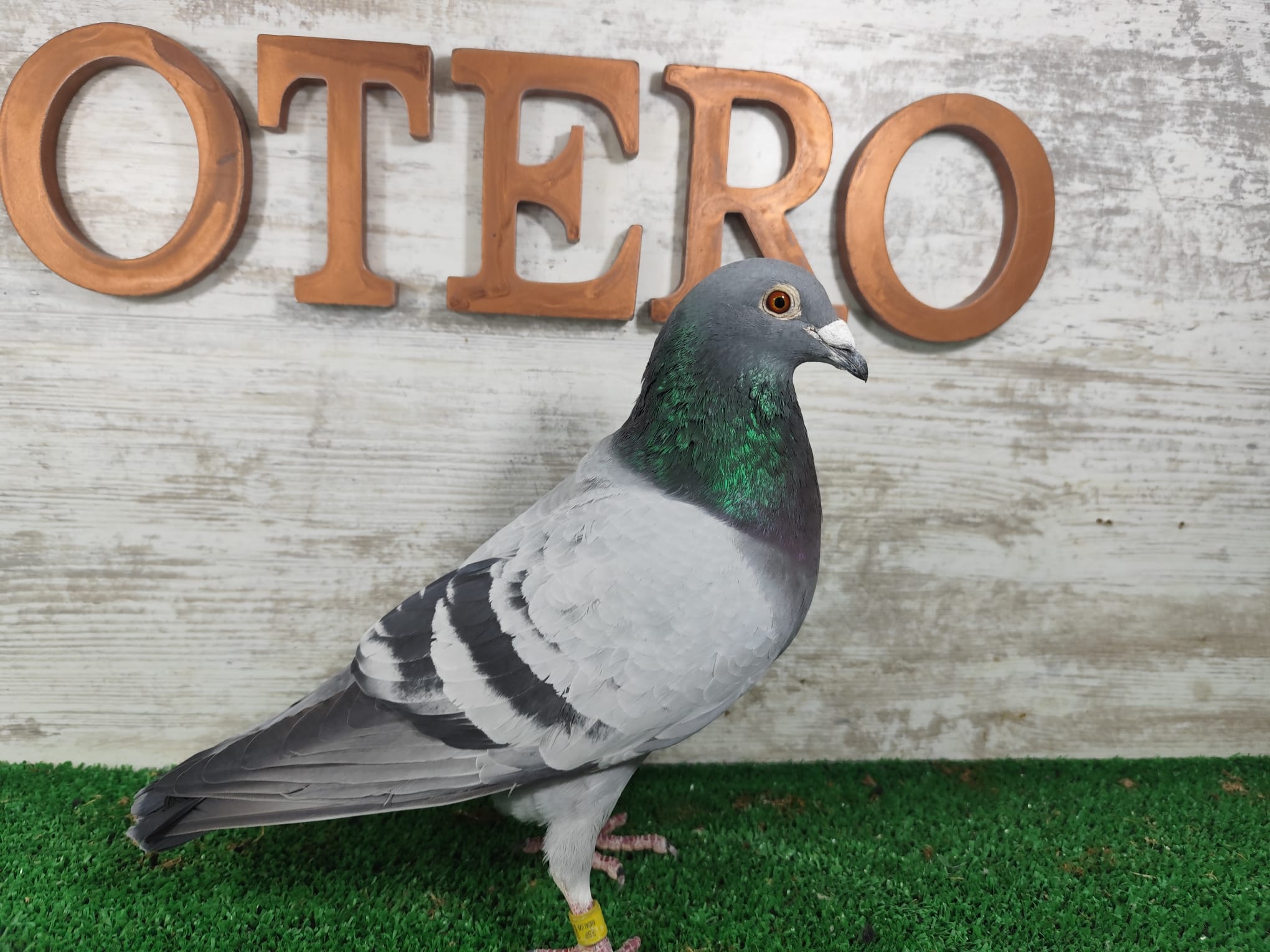 ESP-112731/24 - MACHO - PALOMAR TOMAS OTERO