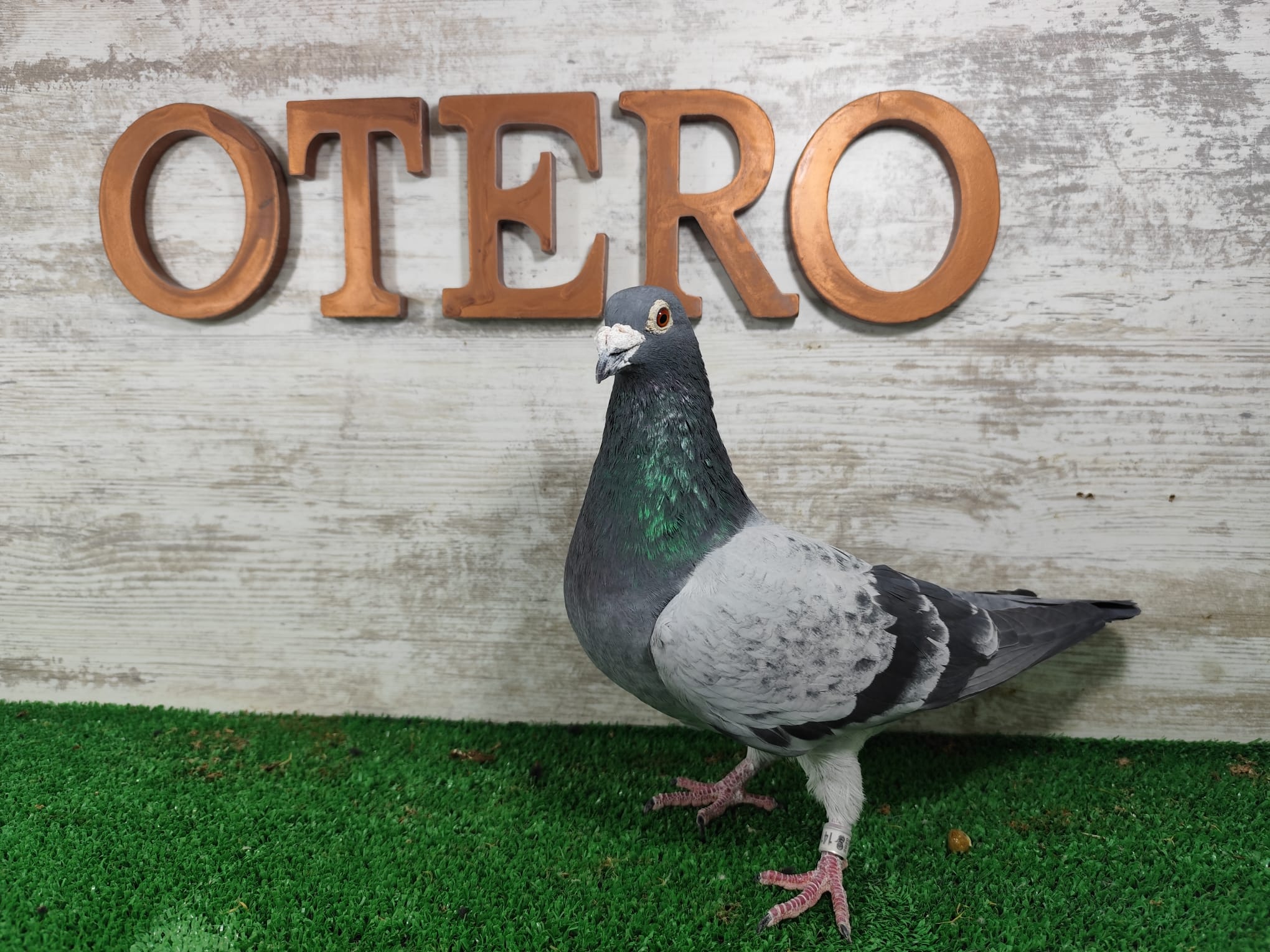 ESP-141565/20 - SERVANDO GRAN FONDO