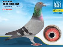 DV-08469-1025/25 - MACHO -Zeppelin HBR