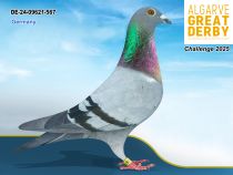 DE-24-09621-567 - HEMBRA -SG Wils-Stockbauer