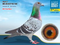 DE-25-03718-144 - MACHO