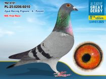PL-25-0206-6010 - MACHO - Zgud Racing Pigeons