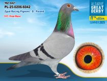 PL-25-0206-6042 - MACHO - Zgud Racing Pigeons