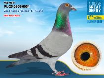 PL-25-0206-6054 - HEMBRA - Zgud Racing Pigeons - E