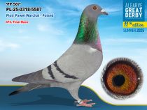 PL-25-0318-5587 - HEMBRA - Piotr Pawel Warchal