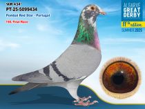 PT-25-5099434 - MACHO - Pombal Red Star